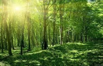 Đến 2020 tỷ lệ che phủ rừng toàn quốc đạt 42%