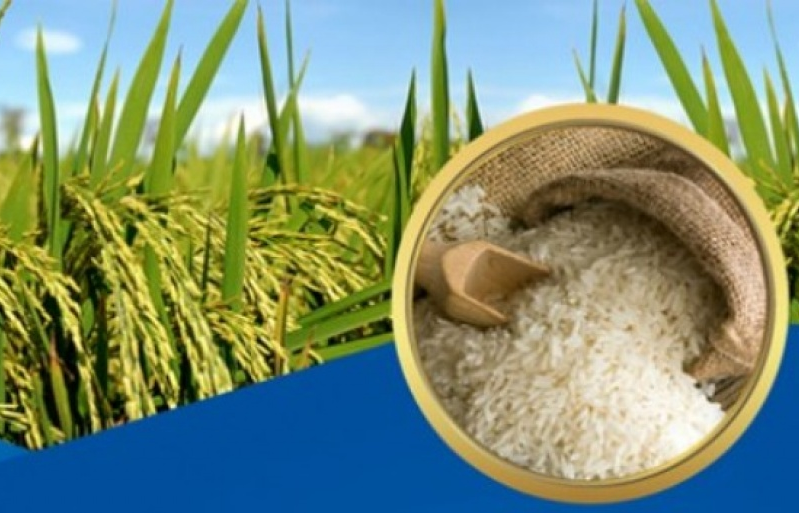 Phê duyệt Chiến lược phát triển thị trường xuất khẩu gạo