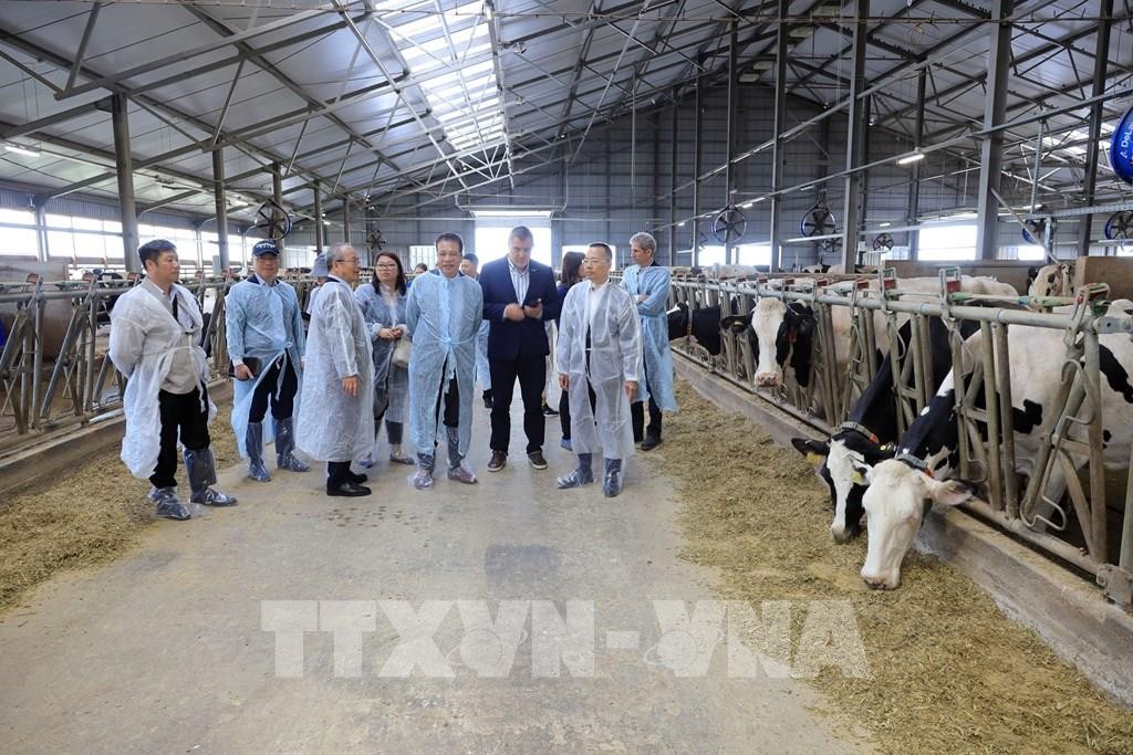 Đại sứ Đặng Minh Khôi và đoàn công tác Đại sứ quán thăm trang trại bò sữa TH RUS gần làng Timkovo. 