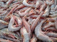 cung doi pho con dai dich khang thuoc khang sinh