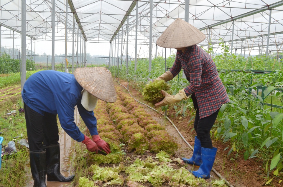 quang ninh mot nam thu hut dau tu nong nghiep thanh cong
