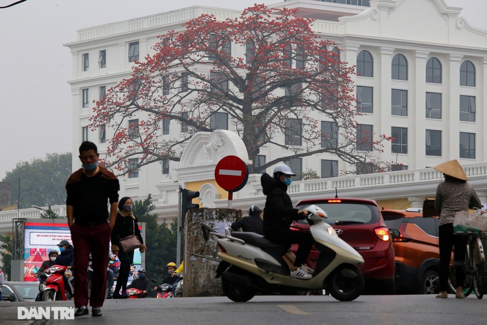 Mùa hoa gạo đỏ rực trên phố