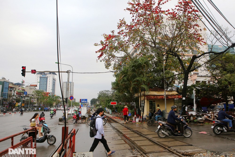 Mùa hoa gạo đỏ rực trên phố