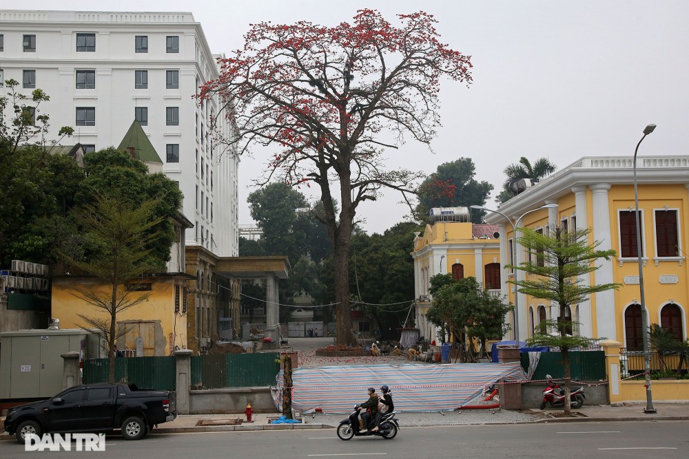 Mùa hoa gạo đỏ rực trên phố