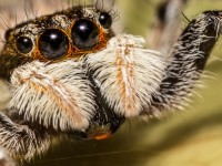 Phát hiện nhện khổng lồ 8 mắt ở Mexico