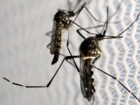 tre so sinh nhiem virus zika co nguy co bi diec
