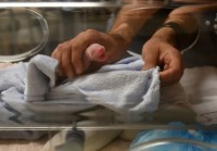 Pháp: Gấu trúc song sinh mới ra đời đã tử vong