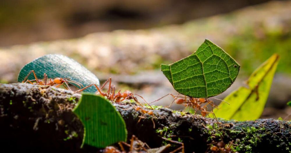 Phát hiện mới: Loài kiến biết 'chăn nuôi' trước cả khi con người phát minh ra nông nghiệp