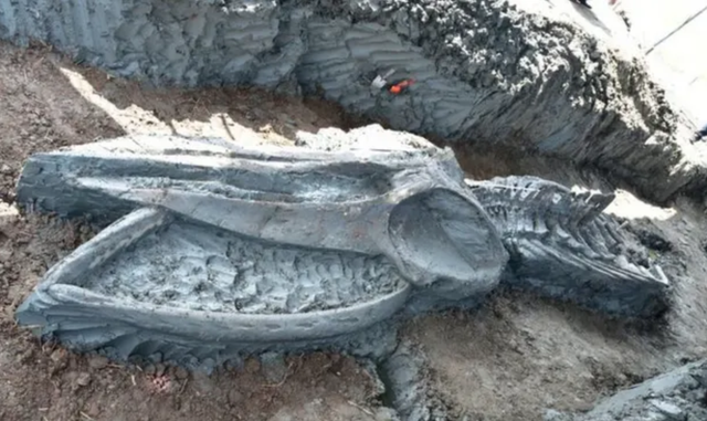Hài cốt cá voi được tìm thấy ở Thái Lan