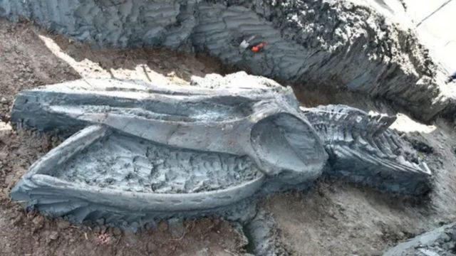 Tìm thấy hài cốt cá voi cổ đại siêu hiếm ở Thái Lan