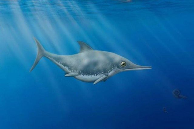 Hình minh loài ichthyosaur mới được phát hiện.