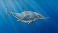 Tìm thấy hóa thạch 'rồng biển' thời tiền sử được ở bờ biển Dorset, Anh