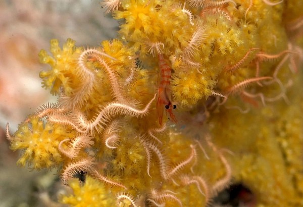 Rạn san hô tại Quần đảo Galapagos, Ecuador