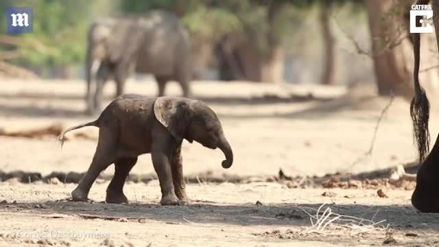 Những bước đi đầu tiên của chú voi tí hon