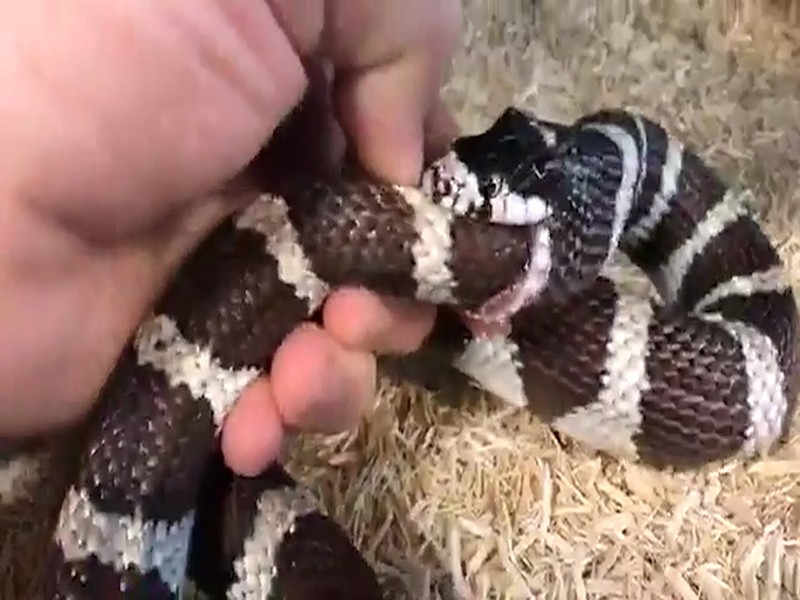 Video con rắn nuôi tự nuốt đuôi của mình vì quá đói và được con người giải cứu